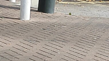 Police busted step mom fucking in the car with step son