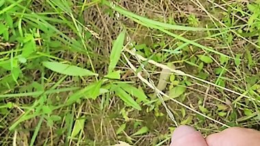 Stepmom holds stepson's cock while he pees in nature